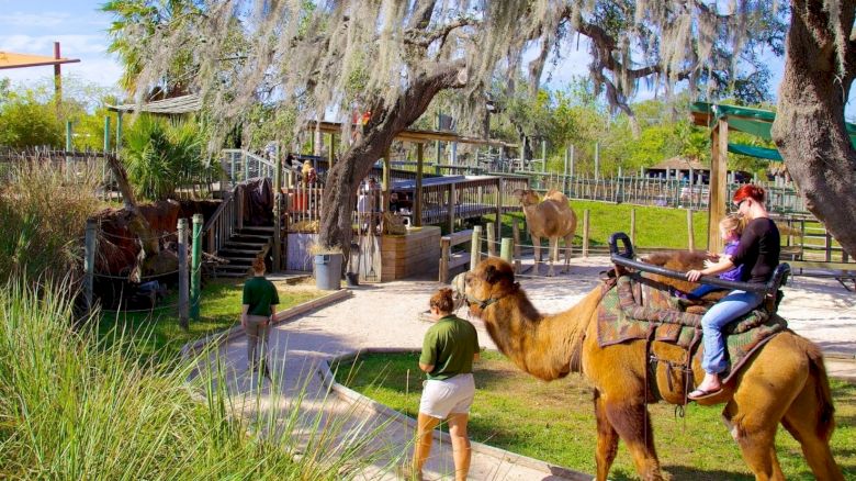 A person rides a camel led by a guide on a path, surrounded by greenery and other people in a zoo-like setting on a sunny day.